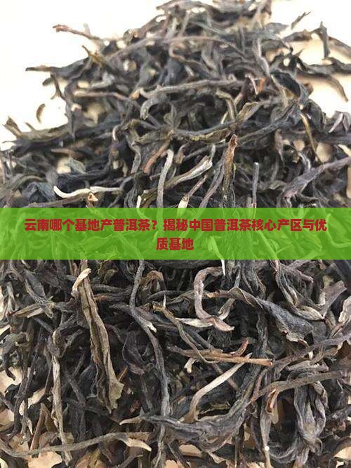 云南哪个基地产普洱茶
