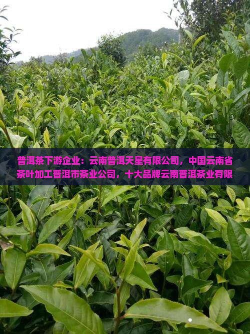 普洱茶下游企业