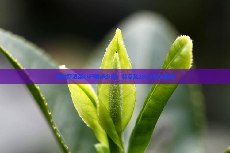 古树普洱茶小户赛多少钱