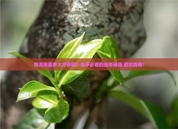 普洱茶买多大的好喝