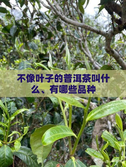 不像叶子的普洱茶