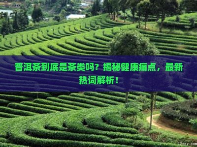 普洱茶是一种茶类吗