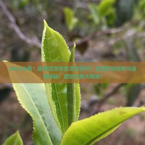底槽泥泡熟普洱茶好吗