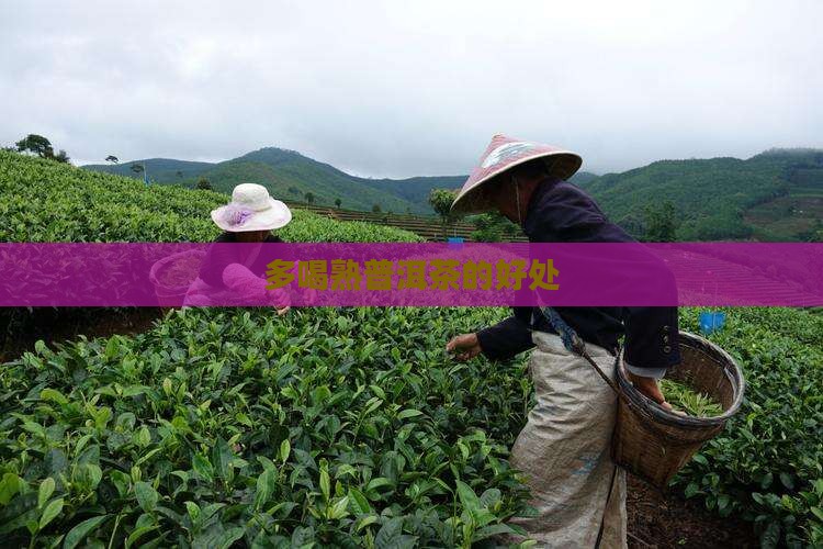 多喝熟普洱茶的好处