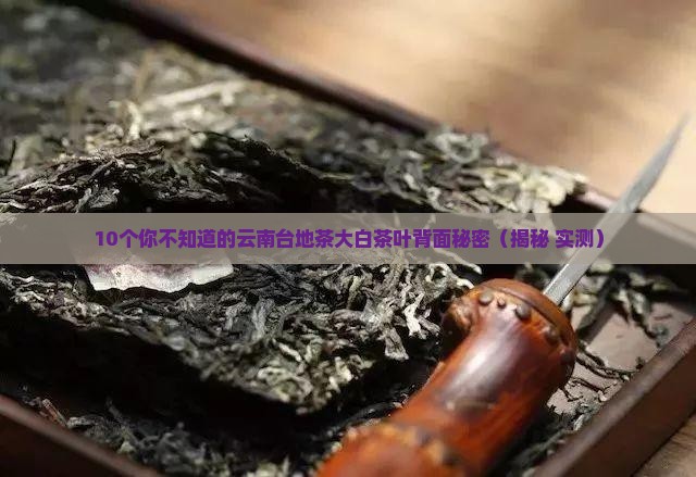 云南台地茶大白茶叶背面