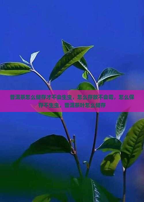 普洱茶怎么储存才不会生虫