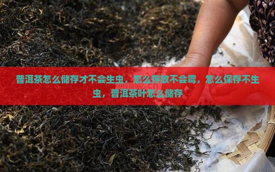 普洱茶怎么储存才不会生虫