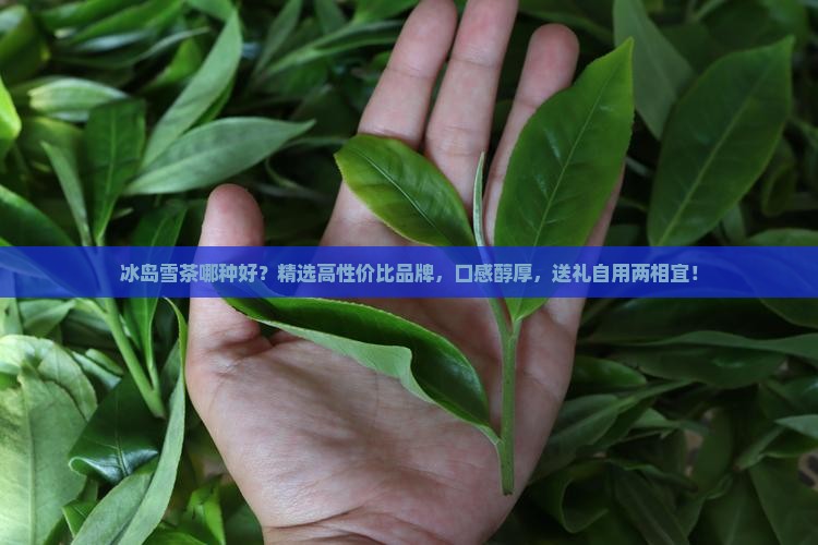 冰岛雪茶哪种好