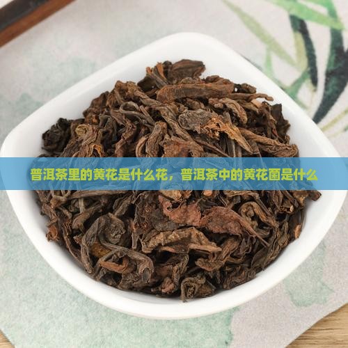 普洱茶里的黄花是什么花