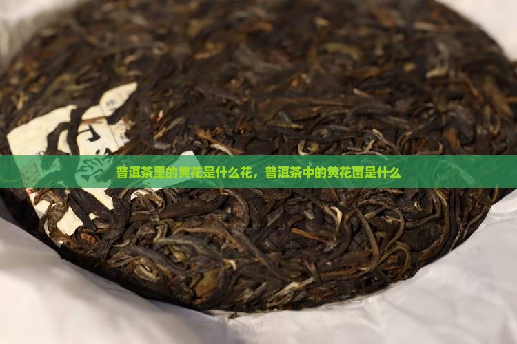 普洱茶里的黄花是什么花