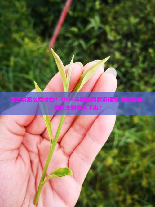 普洱茶怎么煮才会香气浓