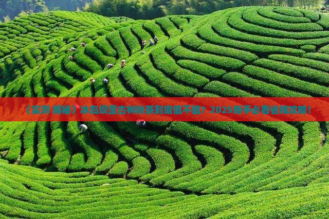 冰岛坝歪古树秋茶怎样