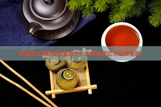 普洱茶古树新茶梗老芽少