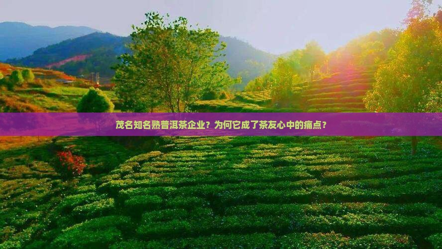 茂名知名熟普洱茶企业