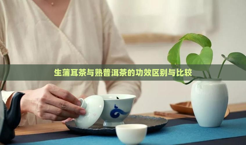 生蒲耳茶与熟普洱茶的功效
