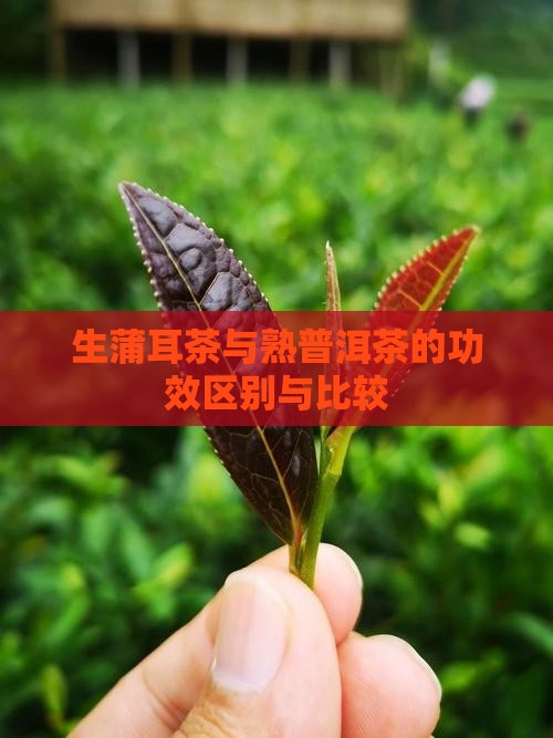 生蒲耳茶与熟普洱茶的功效