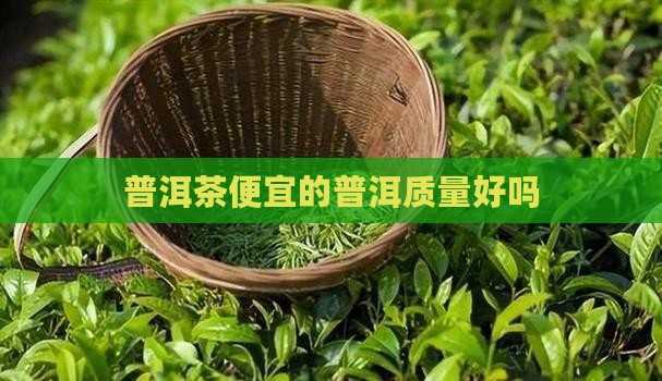 普洱茶便宜的质量好吗