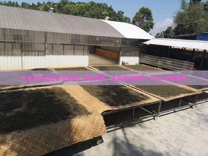 孔雀茶叶是熟普洱茶吗