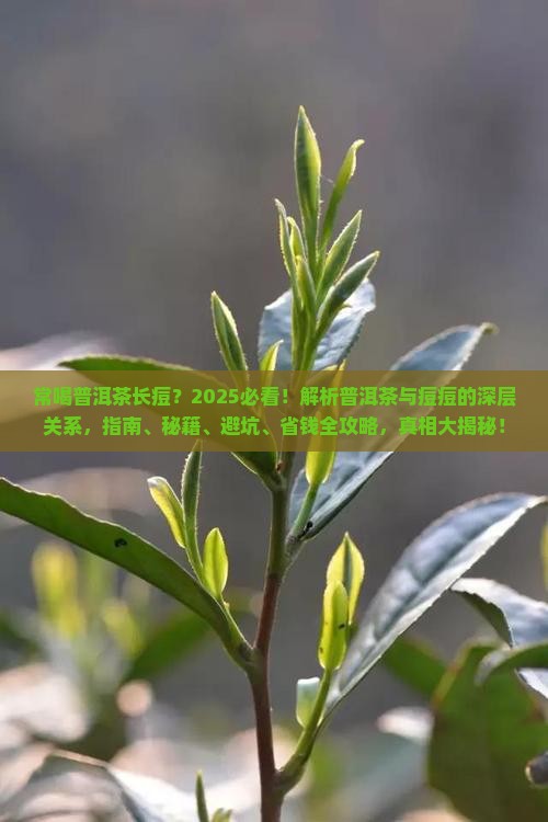 常喝普洱茶长痘