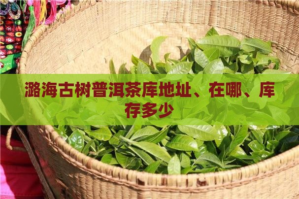 潞海古树普洱茶库