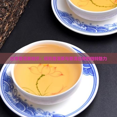 白芽普洱茶知识