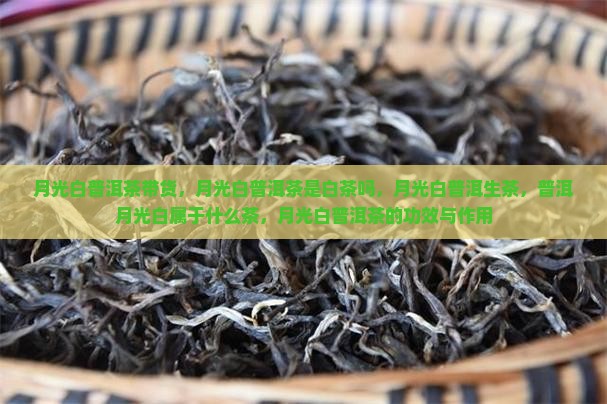月光白普洱茶带货