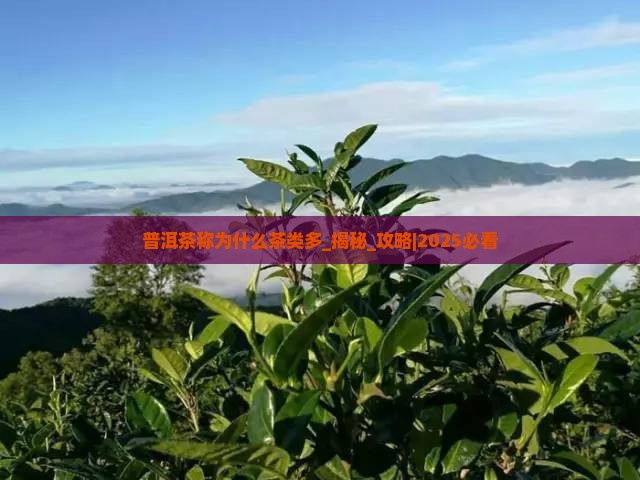 普洱茶称为什么茶类多