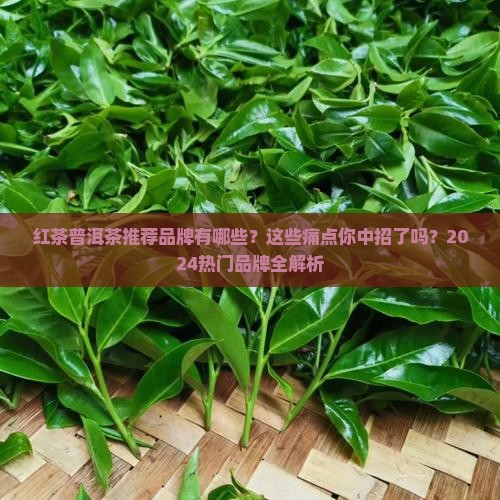 红茶普洱茶推荐品牌有哪些