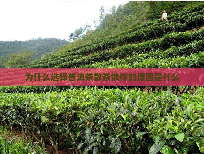 普洱茶散存的原因