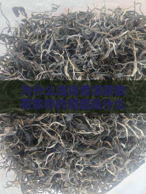 普洱茶散存的原因