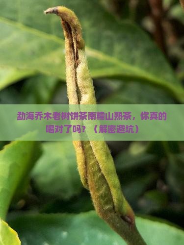 勐海乔木老树饼茶南糯山熟茶