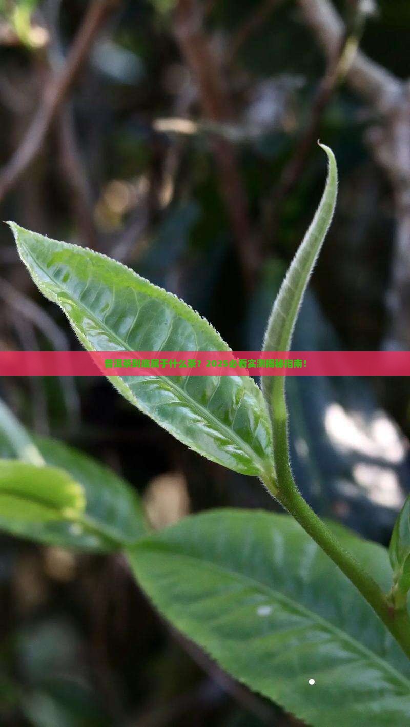 普洱茶属于什么差