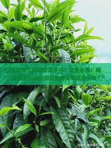 经期完了能喝普洱茶吗