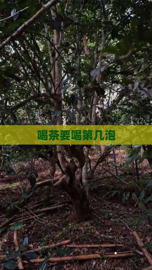 喝茶要喝第几泡
