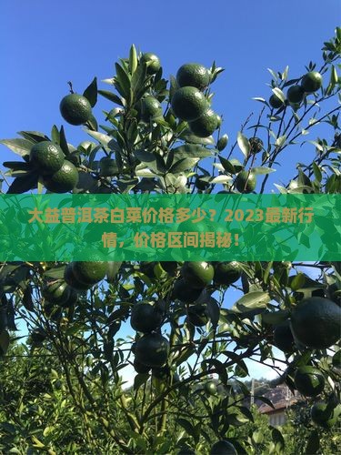 大益普洱茶白菜价格多少