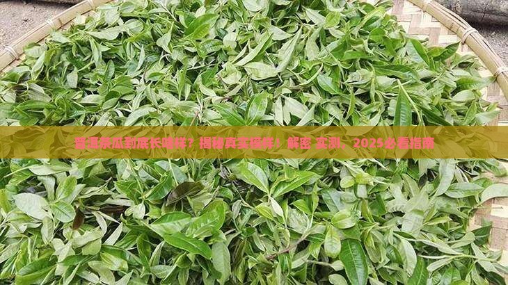 普洱茶瓜是什么样的