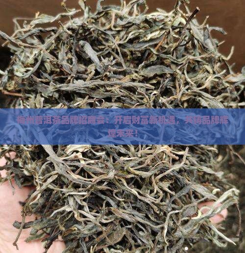 梅州普洱茶品牌招商会