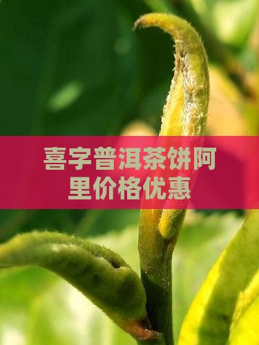 结婚纪念日喜字普洱茶饼
