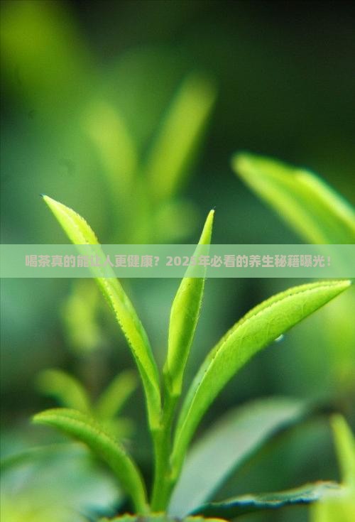 喝茶对人体有什么好处