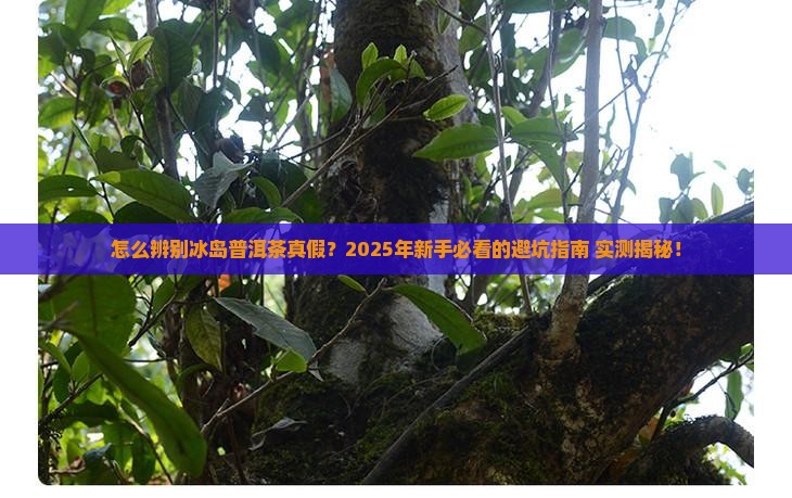 怎么辨别冰岛普洱茶真假