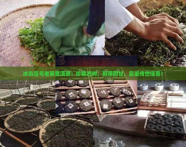 冰岛壹号老寨普洱茶