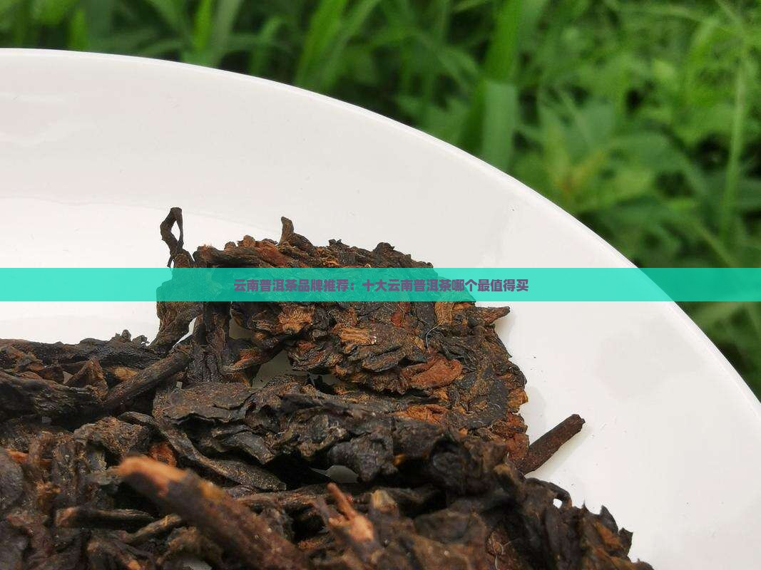 只卖云南普洱茶品牌