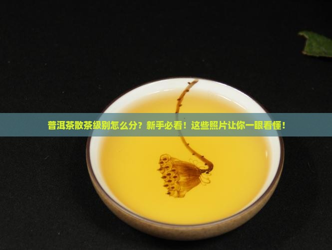 普洱茶散茶级别与照片