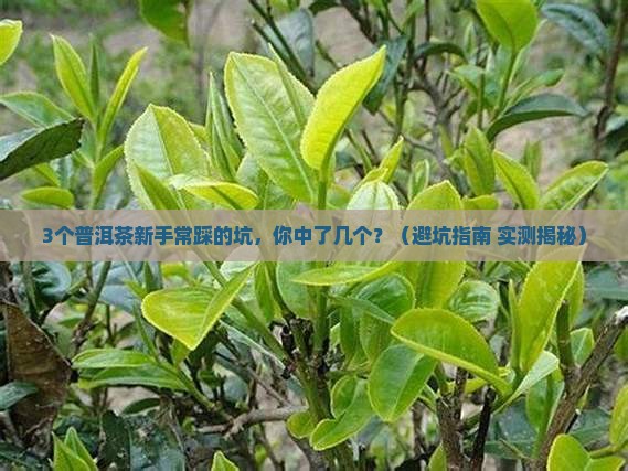 普洱茶和金融茶