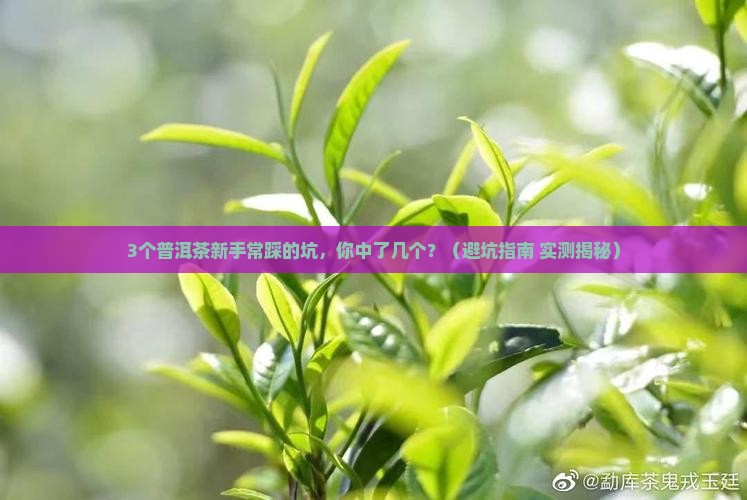 普洱茶和金融茶