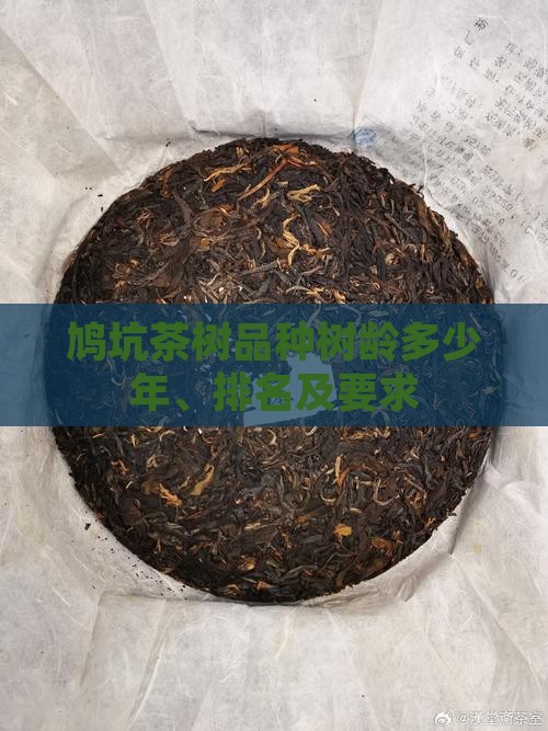 鸠坑茶树品种树龄
