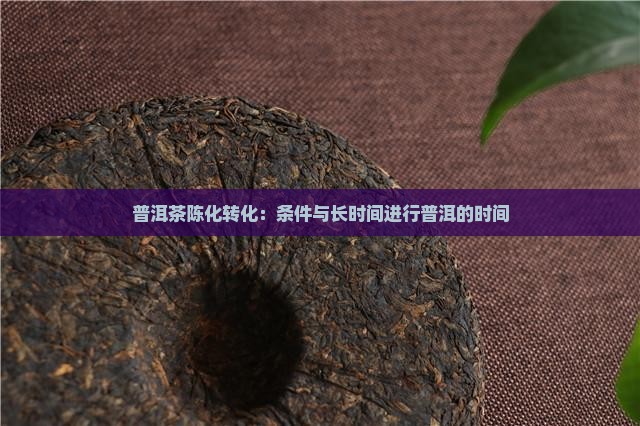 普洱茶陈化转化