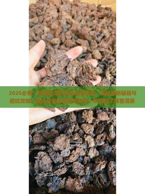 首届普洱茶论坛
