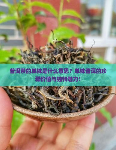 普洱茶的单株是什么意思