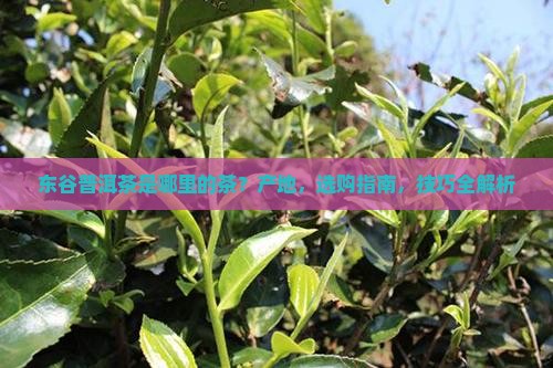 东谷普洱茶是哪里的茶